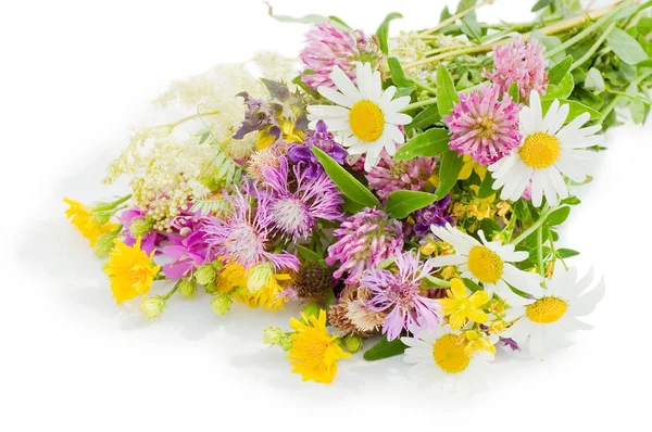 Bouquet of wild flowers isolated on white background — Stock Photo, Image