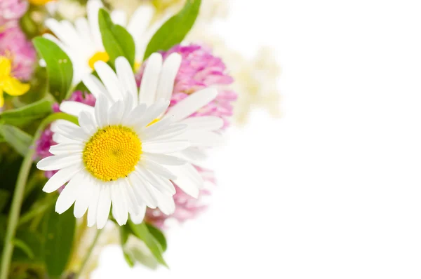 Bouquet of wild flowers isolated on white background — Stock Photo, Image