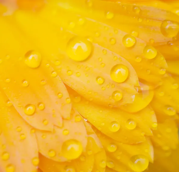 Gocce di rugiada su un fiore — Foto Stock
