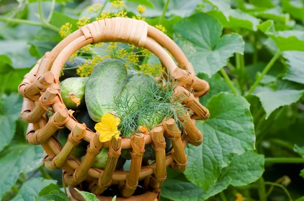 Colheita de pepinos em uma cesta — Fotografia de Stock