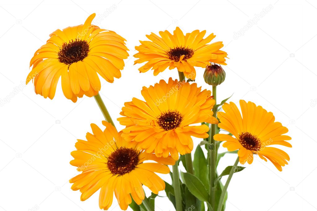 Beautiful flowers isolated on white background — Stock Photo © voronin