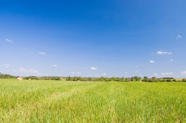 Beautiful summer landscape with a green grass field — Stock Photo, Image