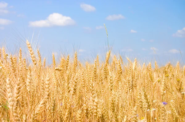 成熟黑麦反对蓝蓝的天空 — 图库照片