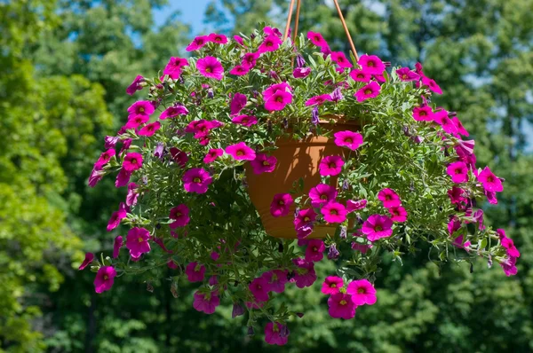 Košík s květinami v parku — Stock fotografie