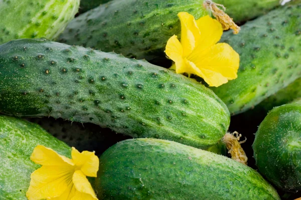 Green cucumber vegetable with leafs and flowers — Stock Photo, Image