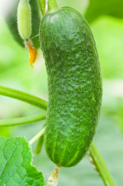 Small cucumber in the vegetable-garden — Stockfoto