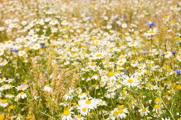 Field with cornflowers and camomiles — Stock Photo, Image