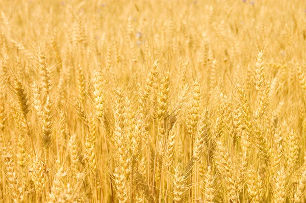 Campo com trigo amarelo maduro — Fotografia de Stock