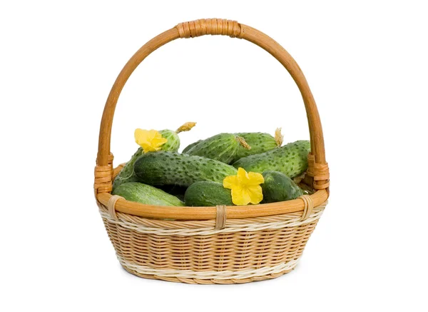 Groene komkommer groente met bloemen geïsoleerd — Stockfoto