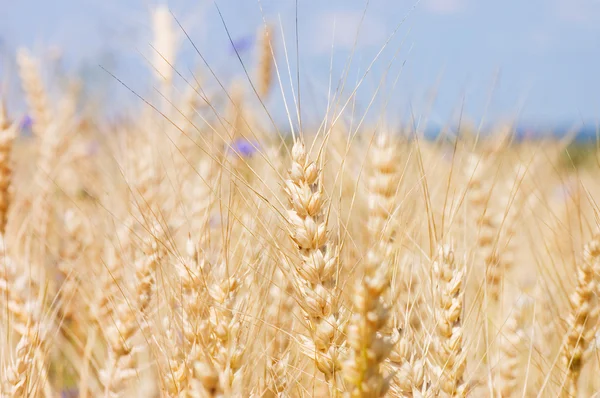 Zralé žito proti modré obloze — Stock fotografie