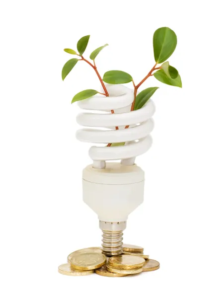 Energiesparlampe mit grünem Keimling auf weiß — Stockfoto