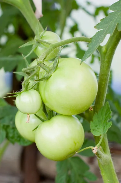 stock image Green tomatoes on a branch