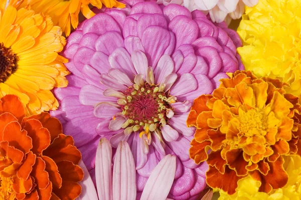Mehrfarbige Blumen Muster Hintergrund — Stockfoto