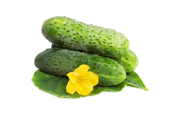 Green cucumber vegetable with leafs and flowers isolated — Stock Photo, Image