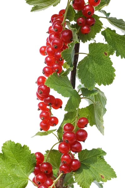 Branch of a red currant isolated on white background — Stock Photo, Image