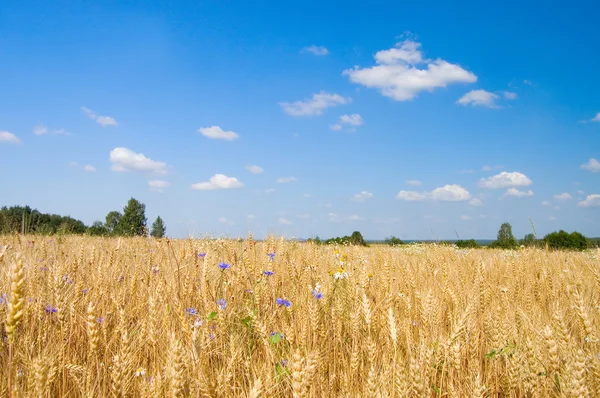 Зрізати жито на тлі блакитного неба — стокове фото