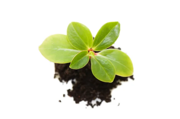 Young plant isolated on white background — Stock Photo, Image