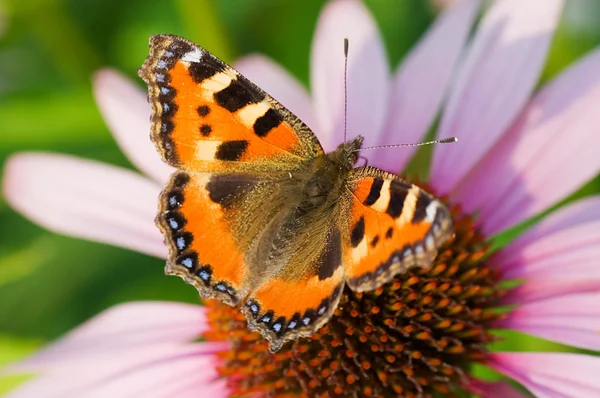 Värillinen perhonen kukassa — kuvapankkivalokuva