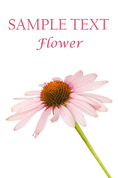 Pembe bir çiçeğin üzerinde beyaz izole kapatmak — Stok fotoğraf