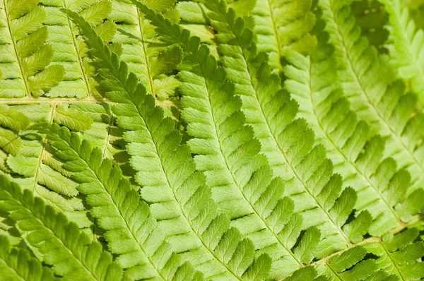 Fresh young bright green fern background texture — Stock Photo, Image