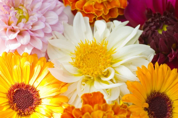 Multi fiori colorati sfondo modello — Foto Stock