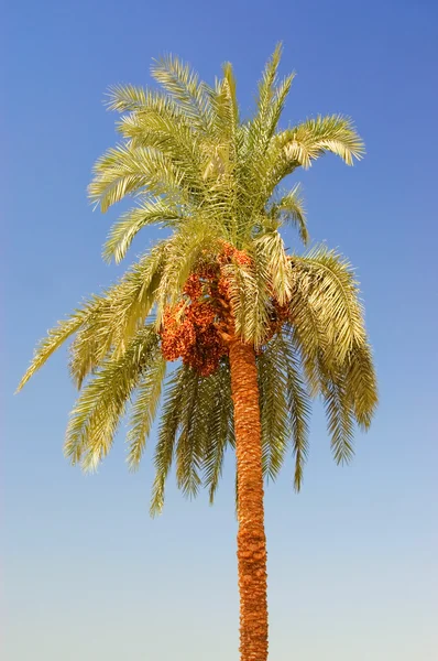 Date palm tree against the sky — Stock Photo, Image