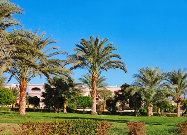 Drzewa palmy daktylowej przeciwko niebo — Zdjęcie stockowe