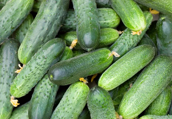 Πράσινο αγγούρι λαχανικό με φύλλα — Φωτογραφία Αρχείου
