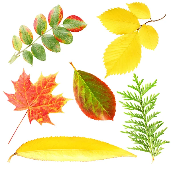 Autumn leaf isolated over white background — Stock Photo, Image