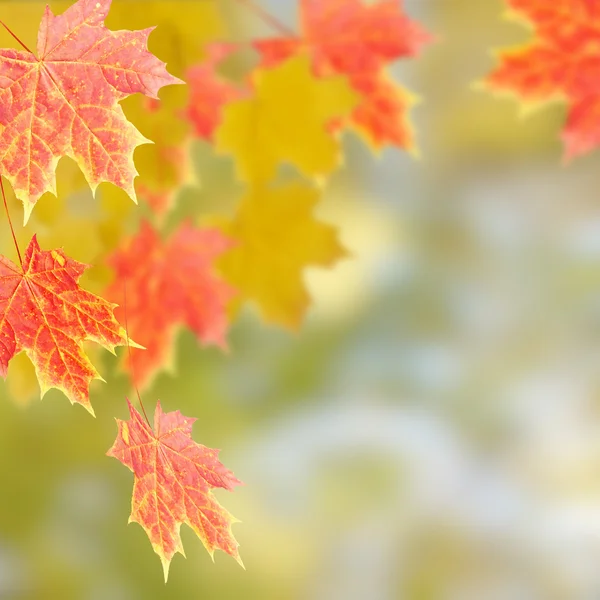 Sárga őszi levelek egy fán — Stock Fotó