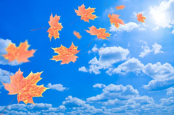 Fliegende Herbstblätter gegen den blauen Himmel — Stockfoto