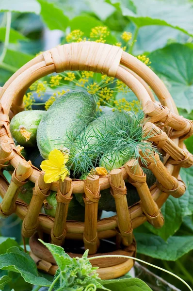 Gewas van komkommers in een mand — Stockfoto