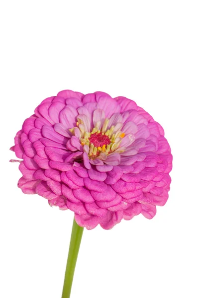 Close up van een roze bloem geïsoleerd op wit — Stockfoto