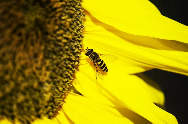 stock image Wasp on sunflower