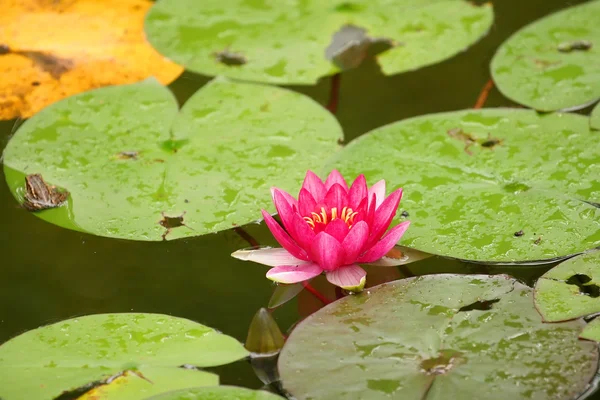 Beautiful pink Water Lilly — Stock Photo, Image