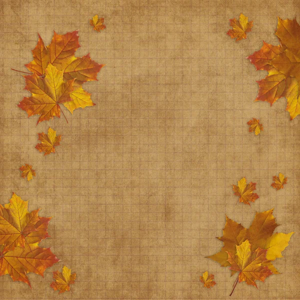 Autumn card for the holiday with leave — Stock Photo, Image