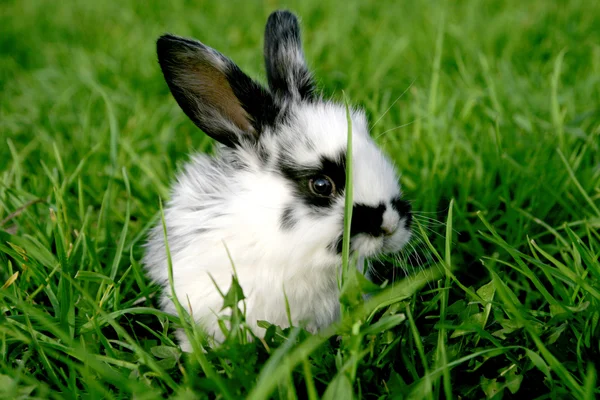 兔子 免版税图库图片