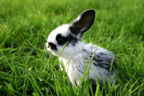 토끼 로열티 프리 스톡 사진