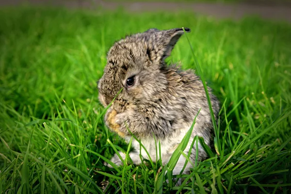 兔子 免版税图库照片