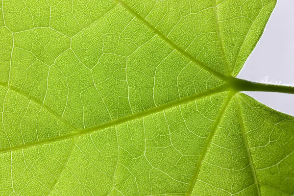 Leaf surface Stock Image