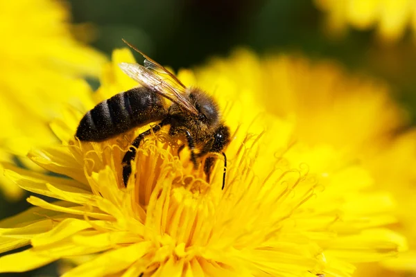 Honigbiene — Stockfoto