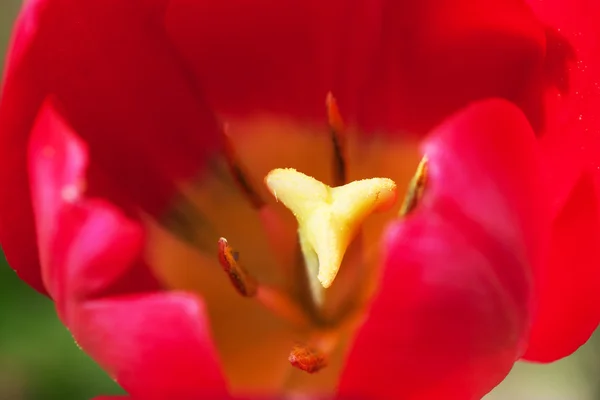 Tulipe colorée gros plan — Photo