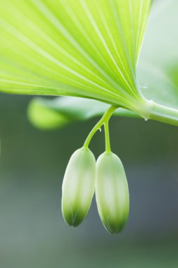 kapalı bud