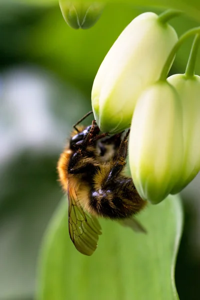 Αγριομελισσών-μέλισσα — Φωτογραφία Αρχείου
