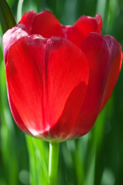 Tulipán colorido primer plano —  Fotos de Stock