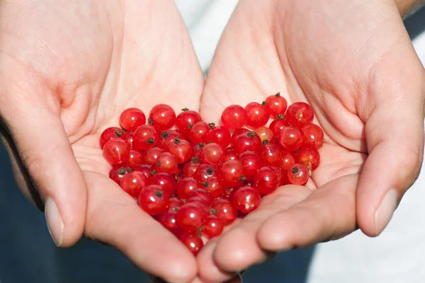Currants in the hands — Stock Photo, Image