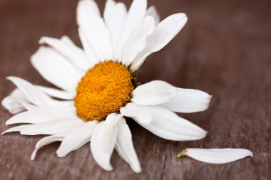 Chamomile clipart