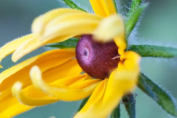 オープニングの花 — ストック写真