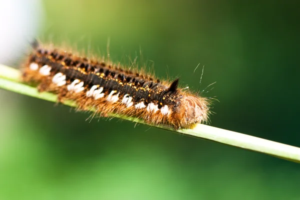 stock image Caterpillar