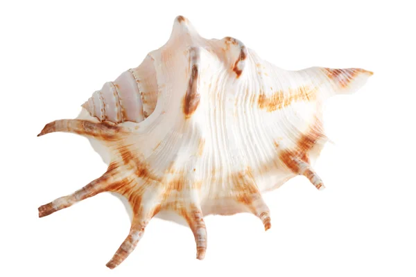 Meeresmuschel — Stockfoto